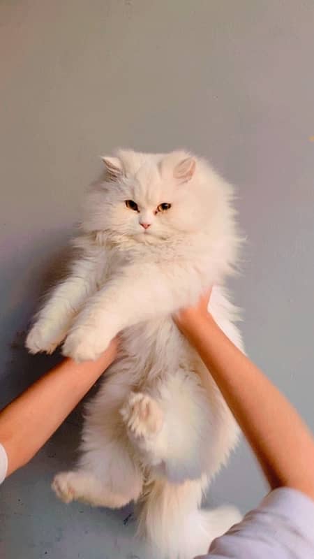 TRIPLE COATED WHITE PERSIAN CAT 1