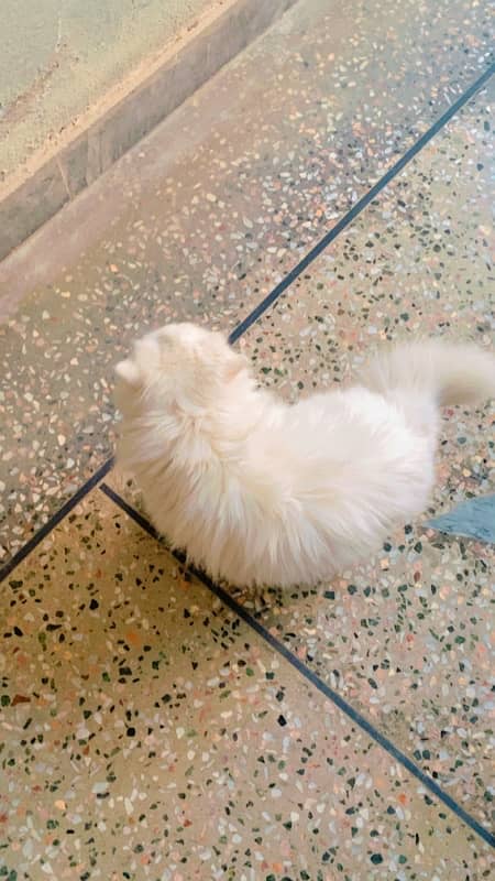 TRIPLE COATED WHITE PERSIAN CAT 2