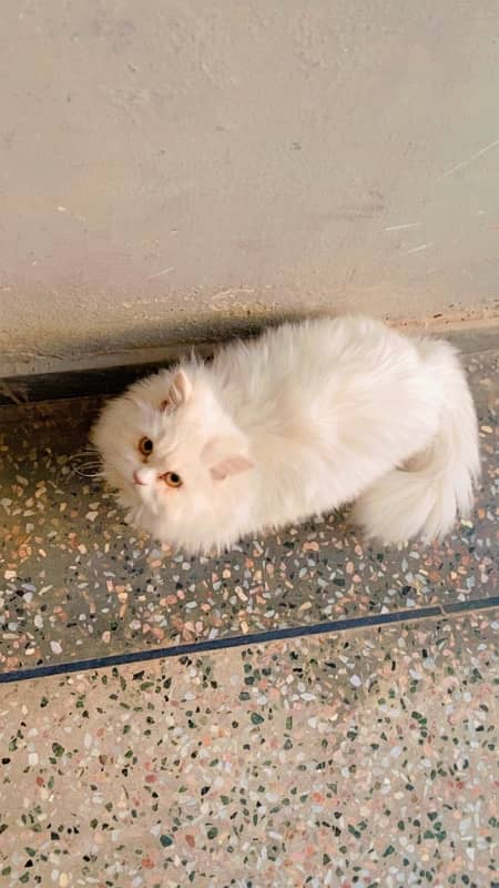 TRIPLE COATED WHITE PERSIAN CAT 3