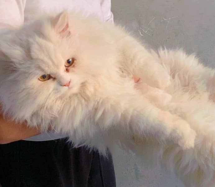 TRIPLE COATED WHITE PERSIAN CAT 4