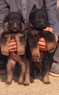 German shepherd puppies available for sale