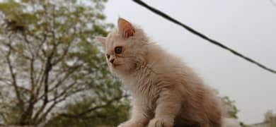 Dual Colour Male kitten (white+fawn) (rare)