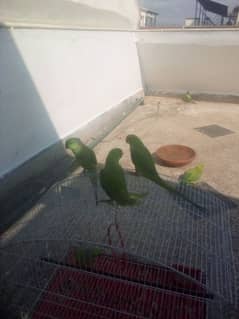 parot