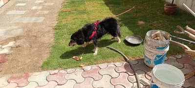 very friendly and loving dog available for sale in gulzar e hijri