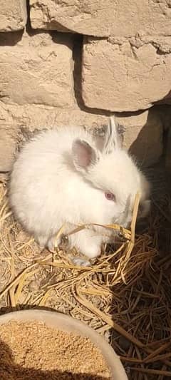 angora rabbit banniys 2 month age  1800 pair