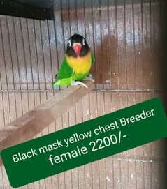 Black Mask yellow chest fine quality lovebird