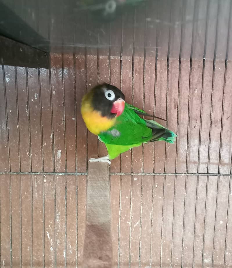 Black Mask yellow chest fine quality lovebird 1