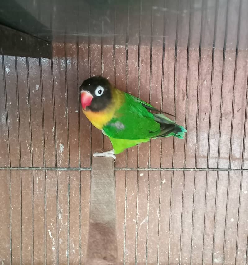 Black Mask yellow chest fine quality lovebird 2