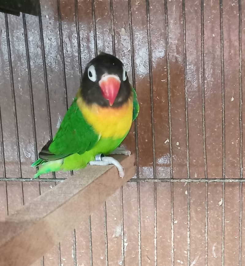 Black Mask yellow chest fine quality lovebird 3