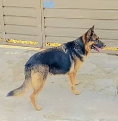 German shepherd