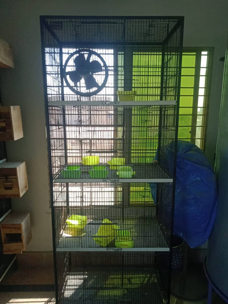 love birds | cages | iron cage | Albino | cremino |fisher |total setup 2