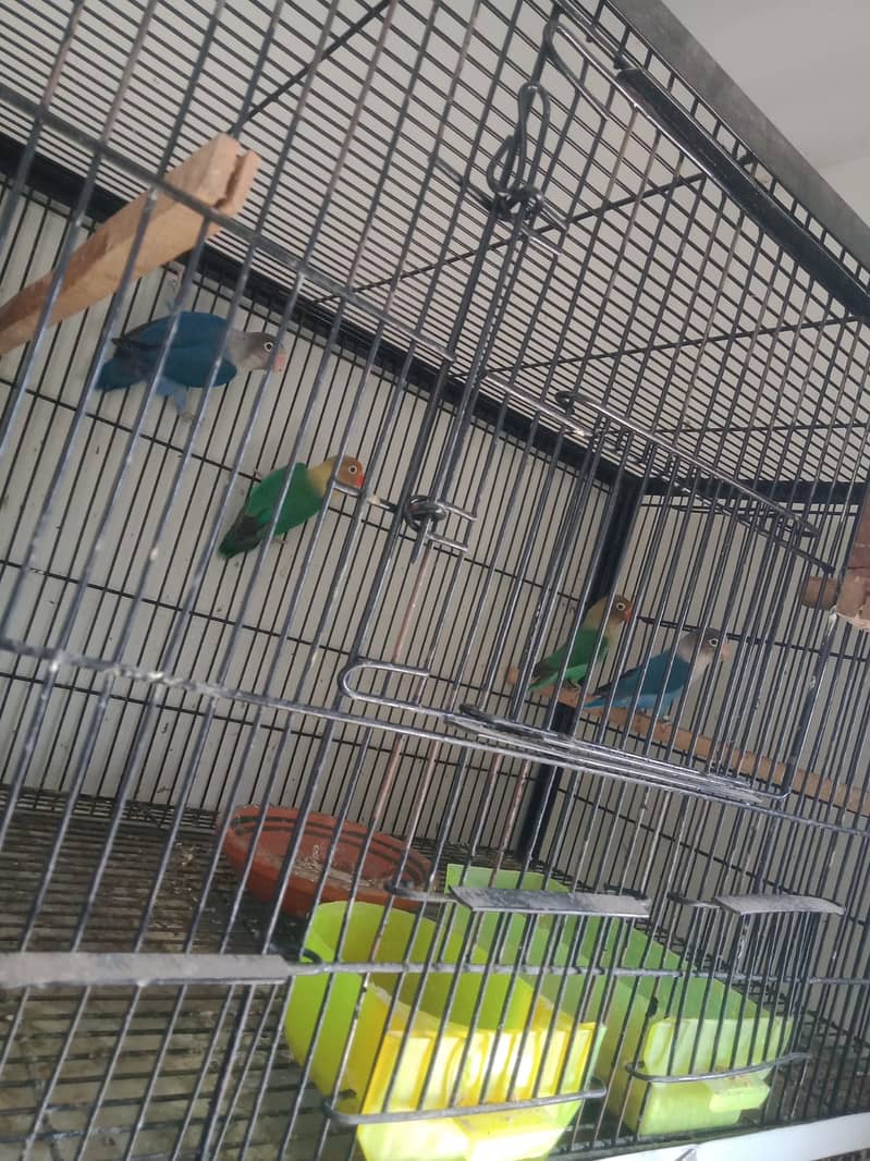 love birds | cages | iron cage | Albino | cremino |fisher |total setup 5