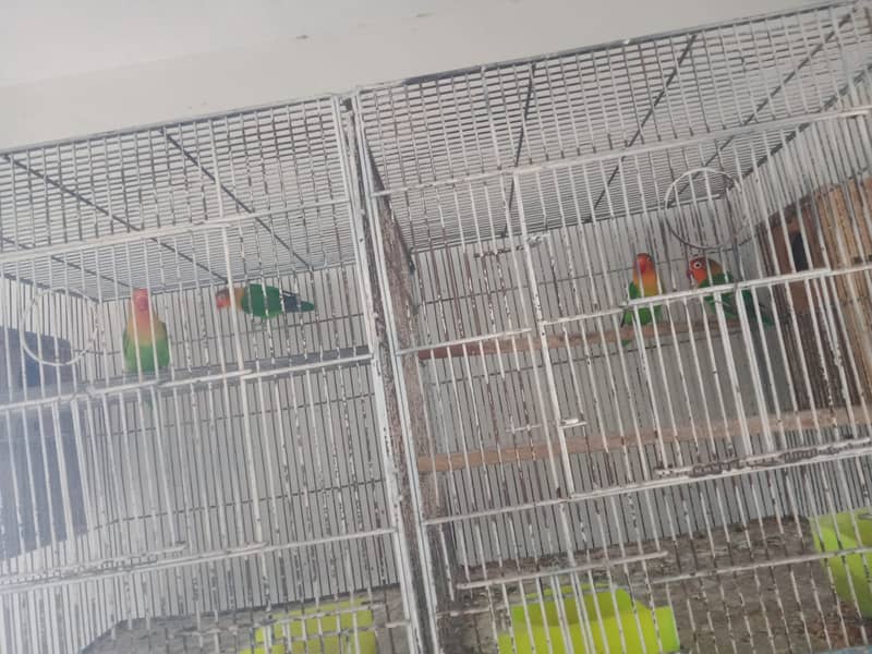 love birds | cages | iron cage | Albino | cremino |fisher |total setup 6