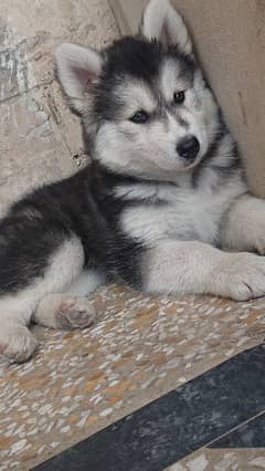 Siberian husky puppies / Siberian husky / Siberian husky puppy