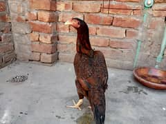 killi taj khajori female lakhi mushki Madi for sale 03052593845