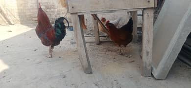 Golden mirsi murgi murga + cocktail birds for sale