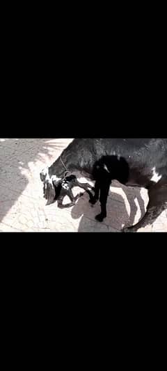 this is betal goat with 1st baby on mother feed 03219586254