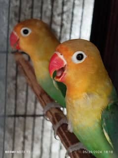 lovebirds for sale