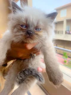 Male punch face Persian kittens in faisalabad