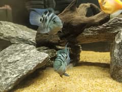 Polar blue pair for sale