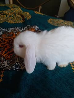 Holland lop bunnies