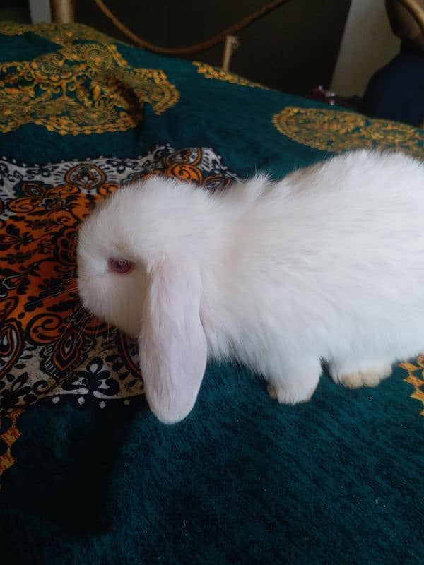 Holland lop bunnies 2