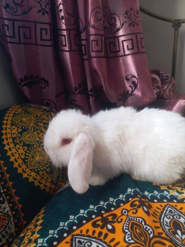 Holland lop bunnies 3