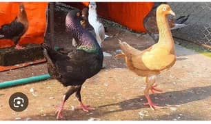 frillback pigeon for sale jora