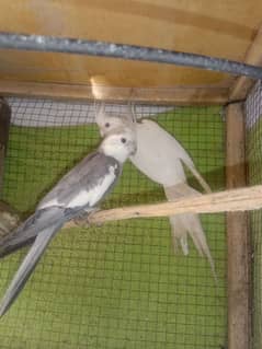 cockatiel Bearder pair for sale