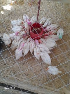 chicks for sale