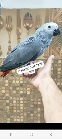 Cango African Gray Parrot Available For Sale.