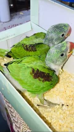 raw chicks jambo size pure kashmiri yellow n white parrot03240045535