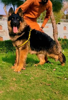 German shepherd long coat male for sale