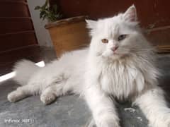 persian double eyes cat for sale