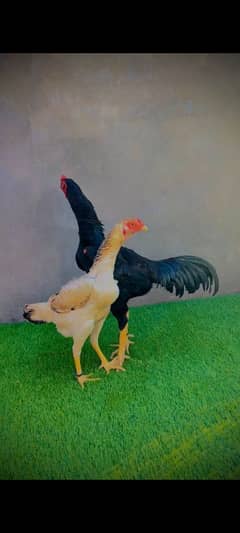 100% Pure Japnese Shamo Pair Chicks Available 3 Black and 2 Yellow