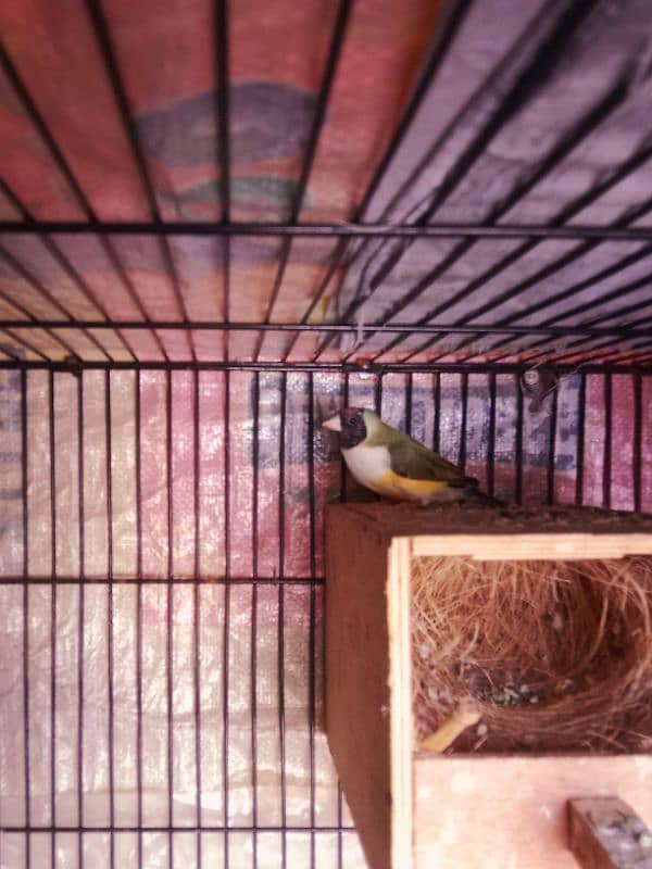 gouldian finch 0