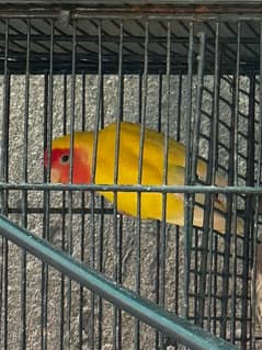 cockatiel and love birds With full cage