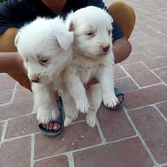 Russian puppy white 03084644426