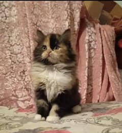 Persian kitten triple coat/ male/female available