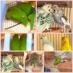 Ringneck pair - Hogoromo Tcb undersize pair - Australian pair - Cage