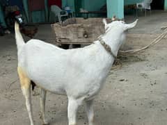 tadi bakri ablak for sale