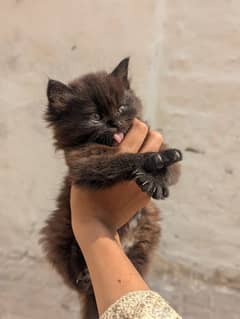 Persian triple coated cat