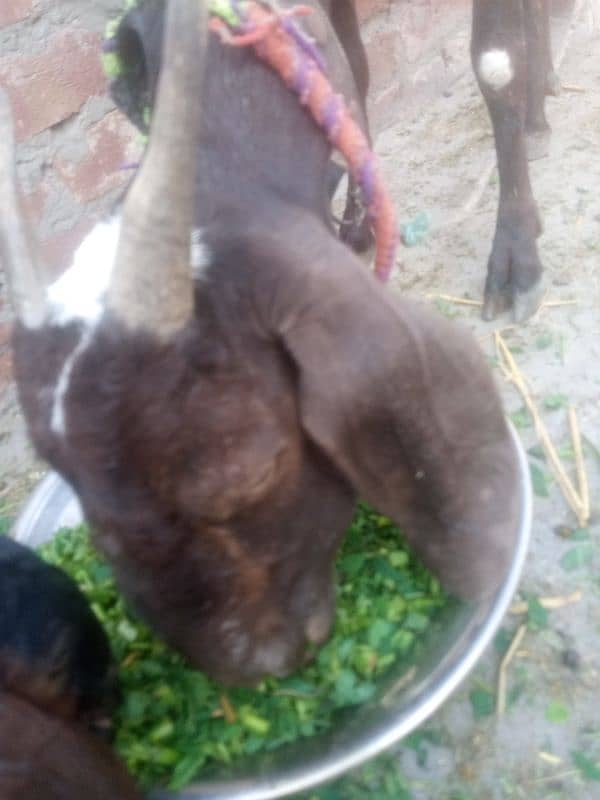 Goat (Bakri) or Baby Goat 1