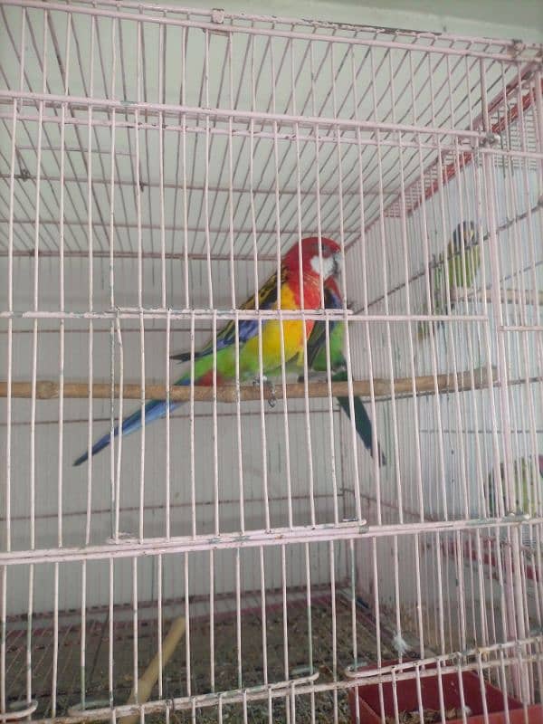 Rosella 0