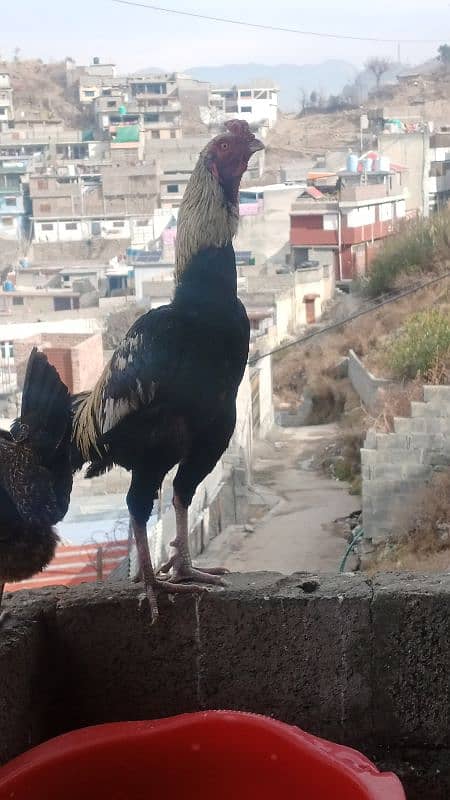 aseel hen with chicks 2