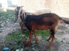 bakri for sale