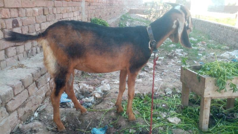 bakri for sale 1