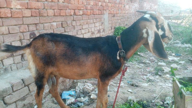 bakri for sale 2