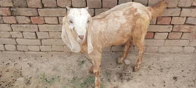 Bakra