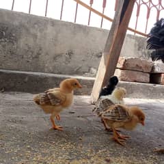 Aseel Desi Chicks For Sale